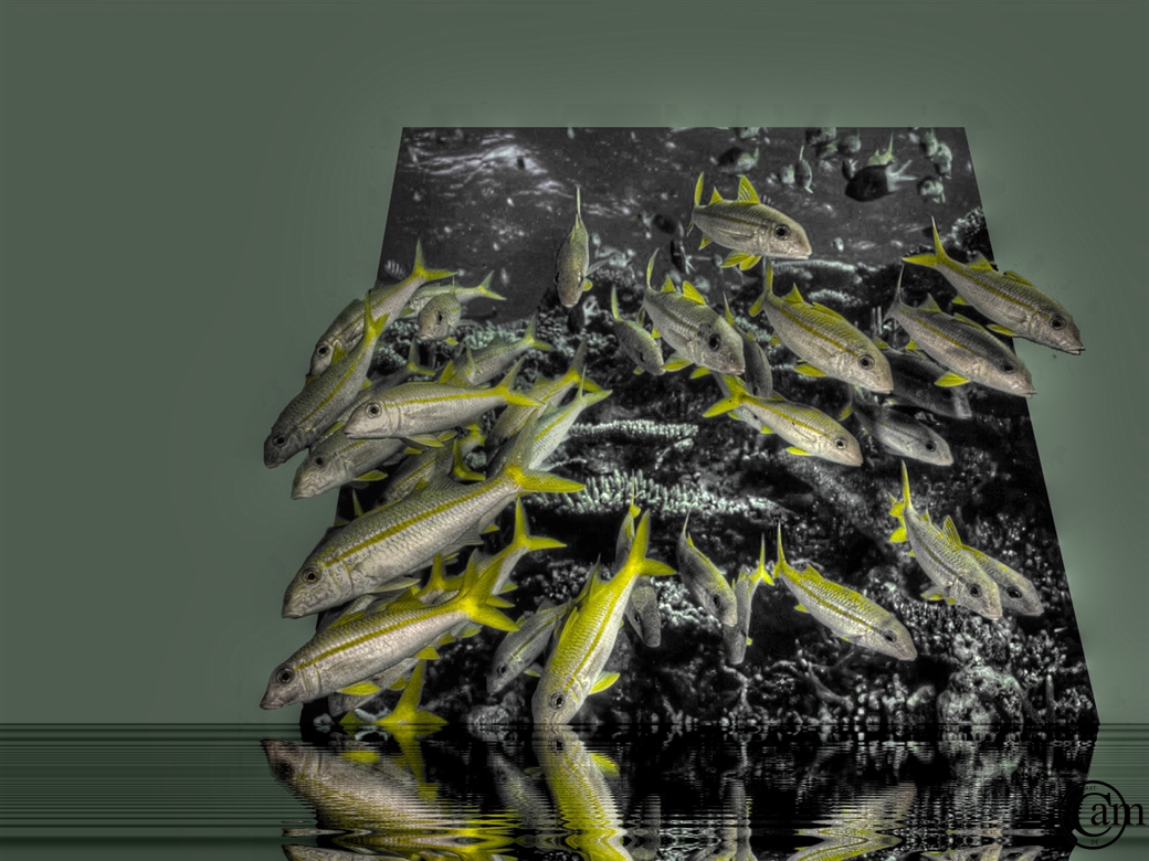 fische out of bounds_tonemapped